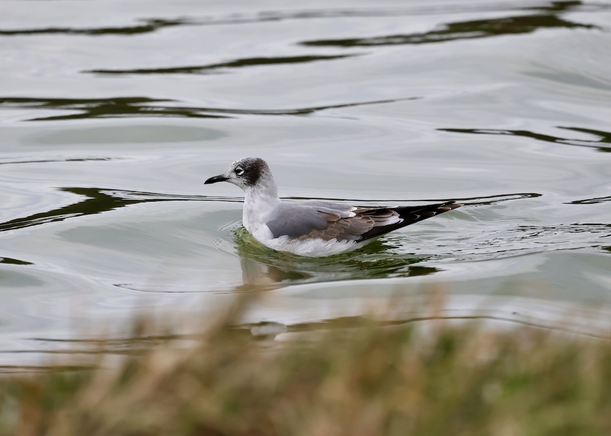 Franklin's Gull - ML646023185