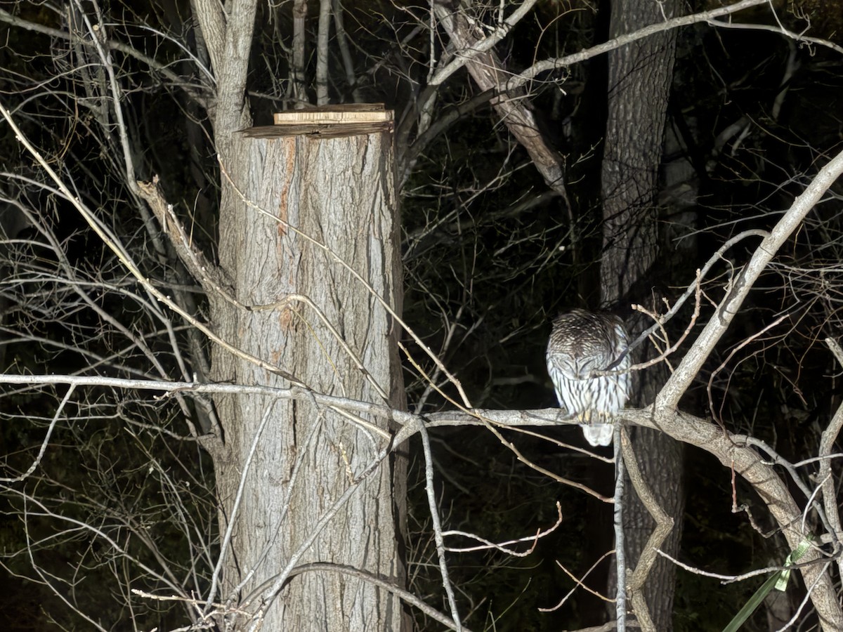 Barred Owl - ML646023186