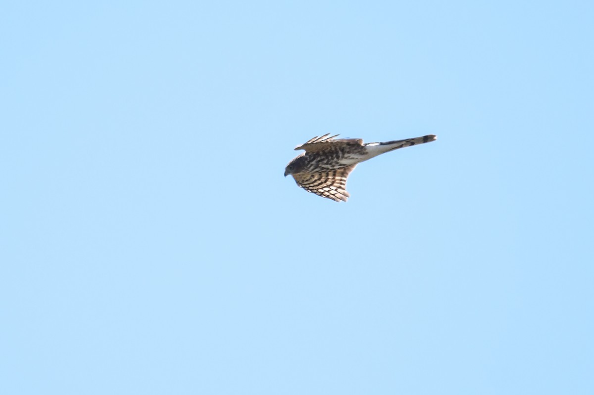Sharp-shinned Hawk - ML646023187