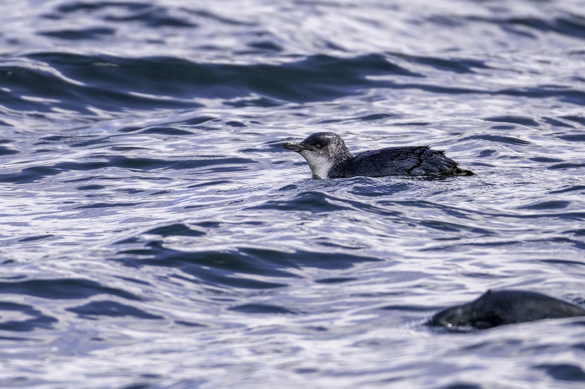 Little Penguin - ML646023188