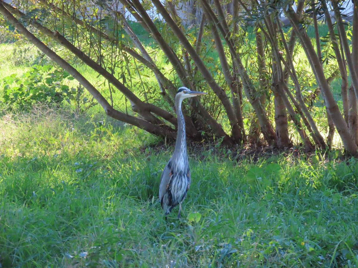 Great Blue Heron - ML646023194
