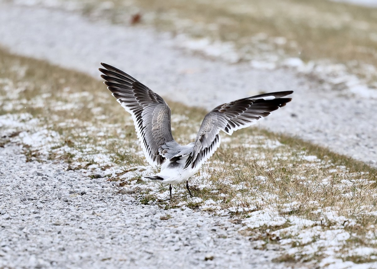 Franklin's Gull - ML646023196