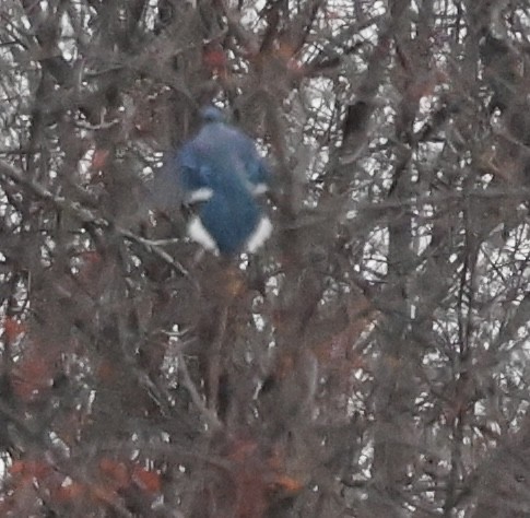 Blue Jay - ML646023200
