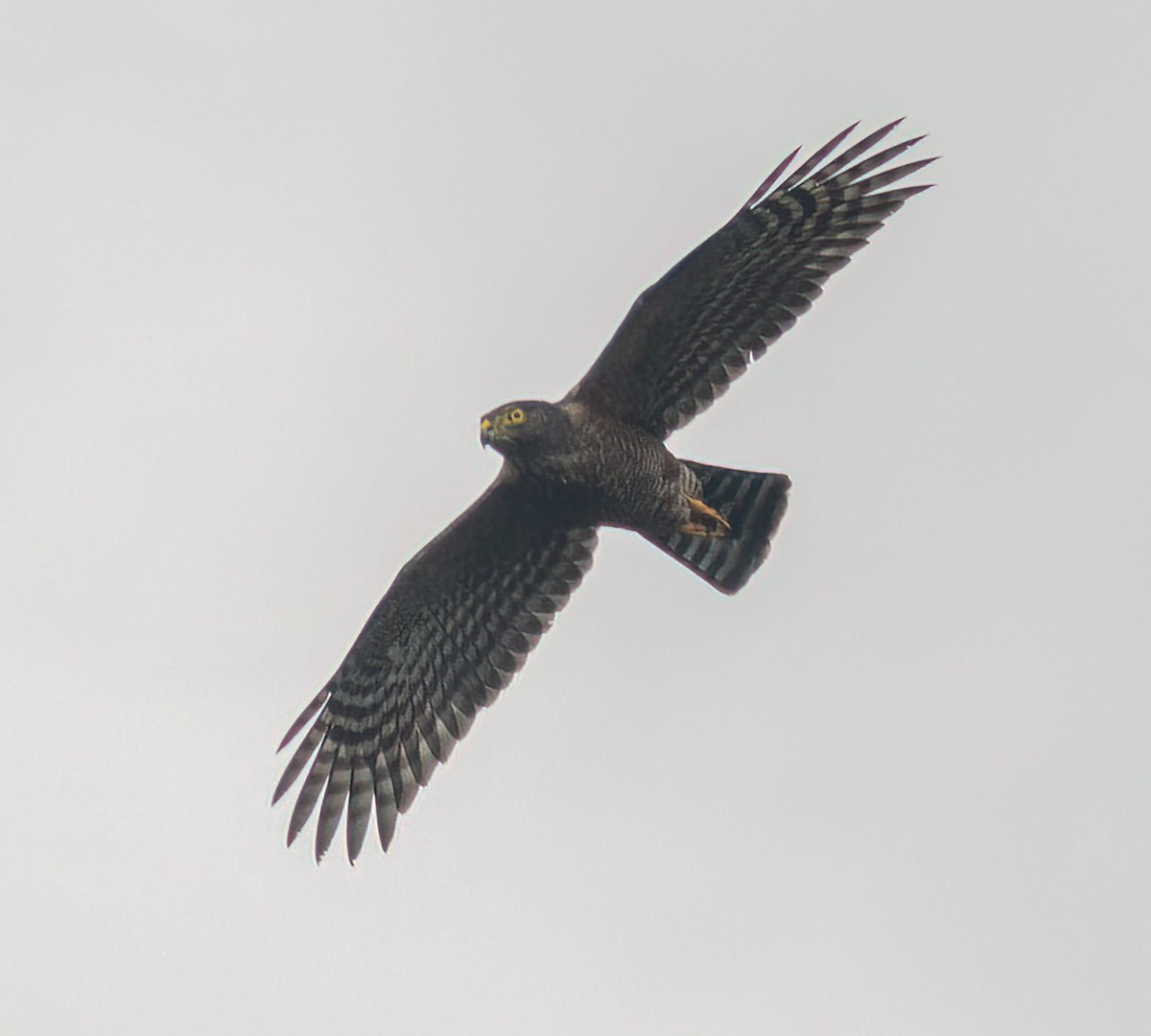 Sharp-shinned Hawk - ML646023214