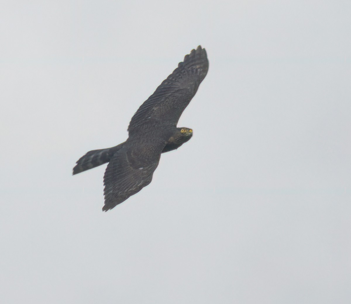 Sharp-shinned Hawk - ML646023215