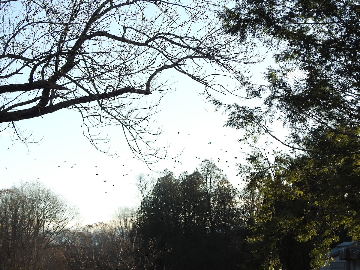 Sığırcık - ML646023216