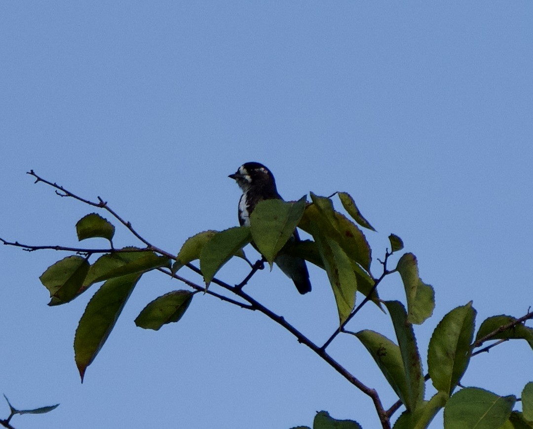 White-browed Purpletuft - ML646023217