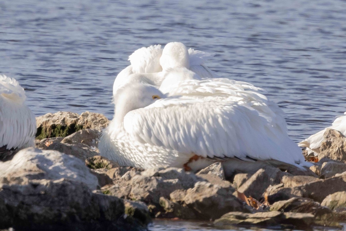 Pelícano Norteamericano - ML646023224