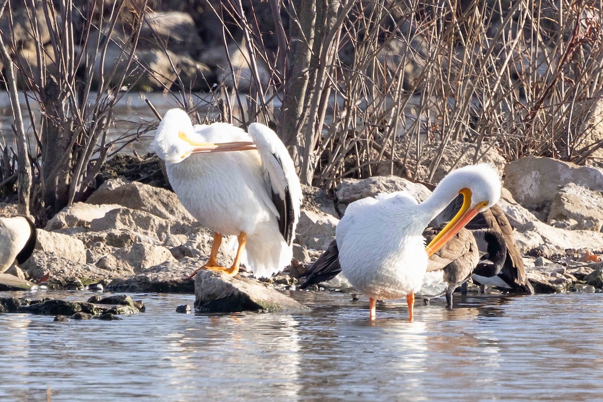 Pelícano Norteamericano - ML646023229