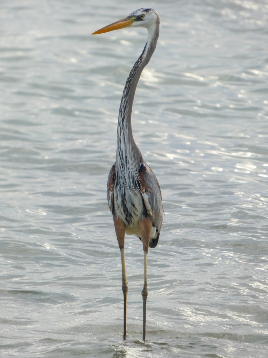 Great Blue Heron - ML646023230