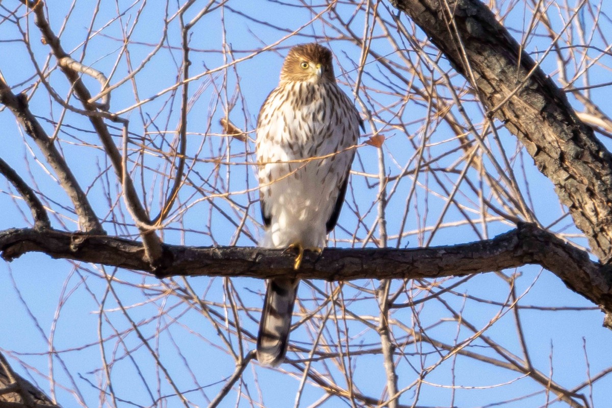 Cooper's Hawk - ML646023235