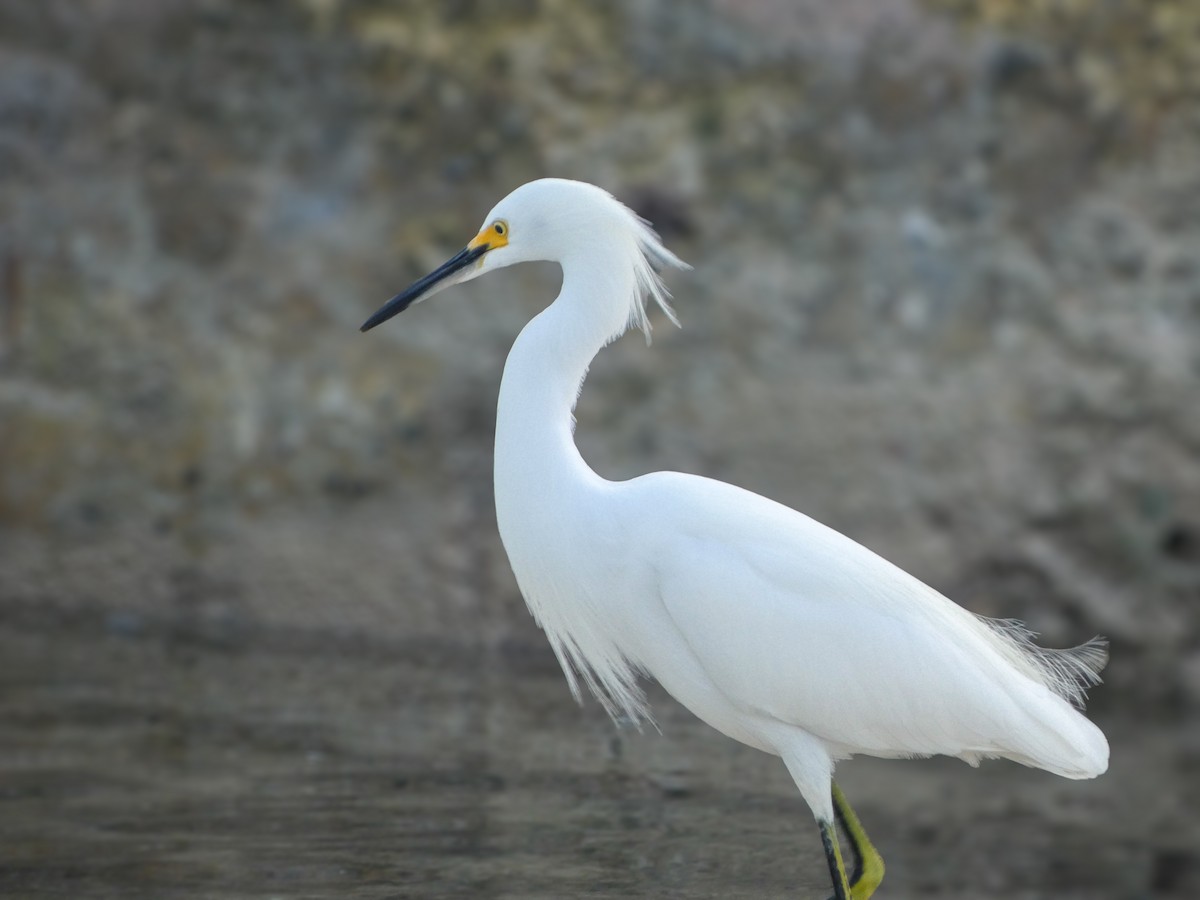 Snowy Egret - ML646023236