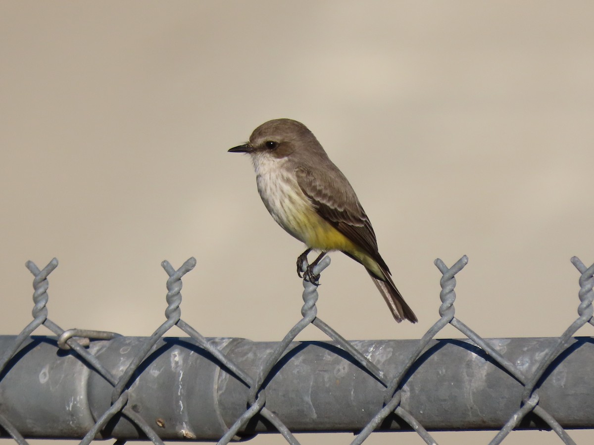 Vermilion Flycatcher - ML646023238