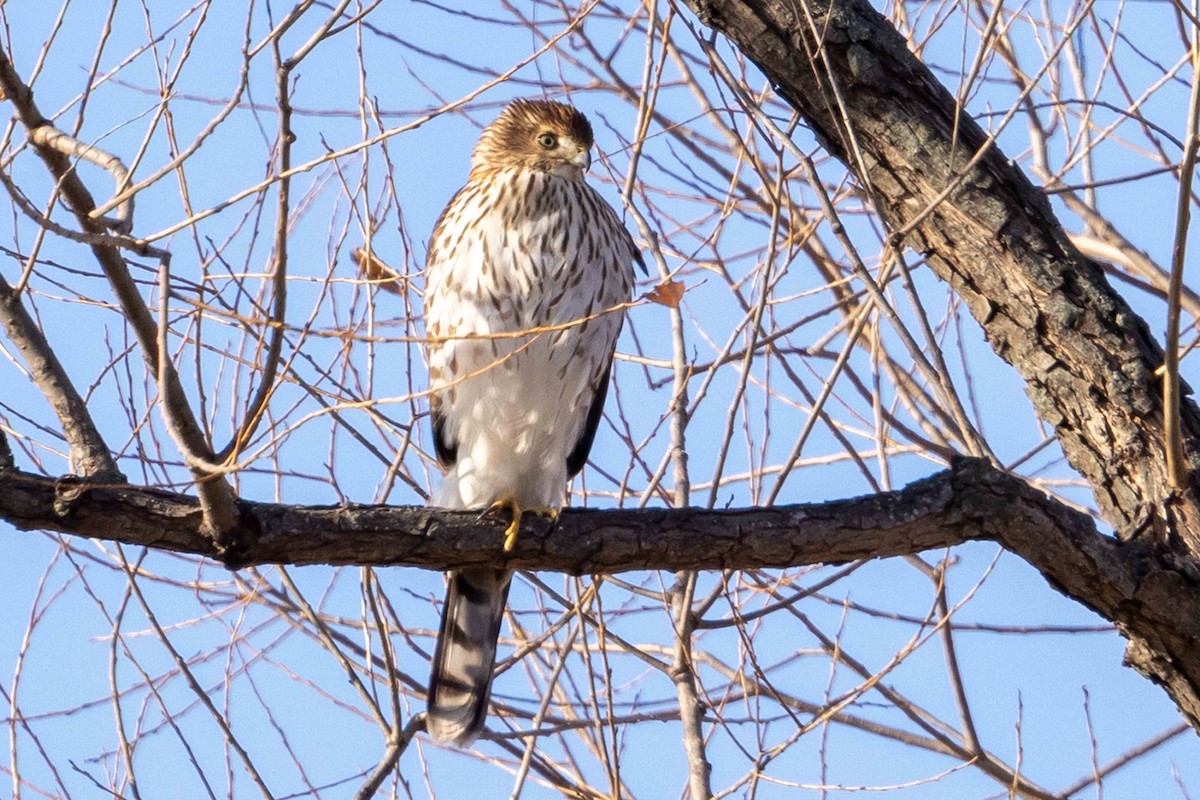 Cooper's Hawk - ML646023239