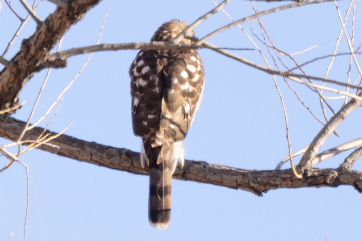 jestřáb americký - ML646023240