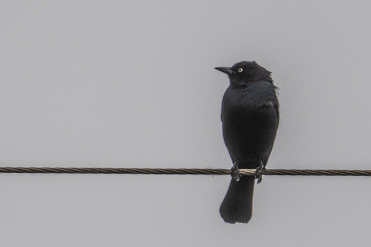 Brewer's Blackbird - ML646023241