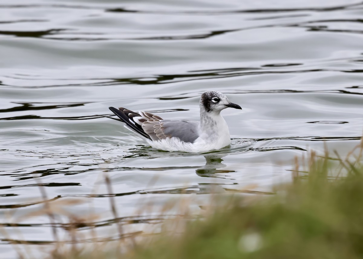 Franklin's Gull - ML646023242