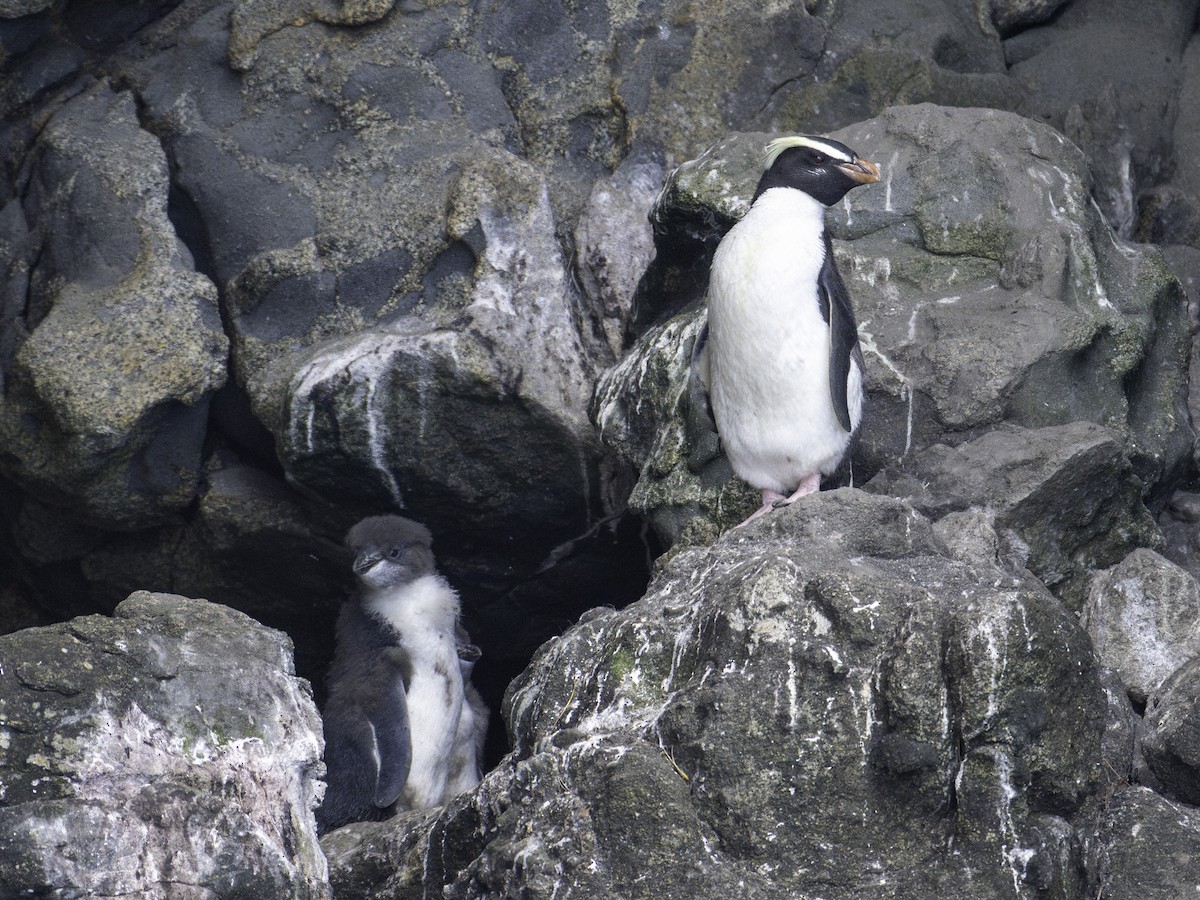 tučňák novozélandský - ML646023243