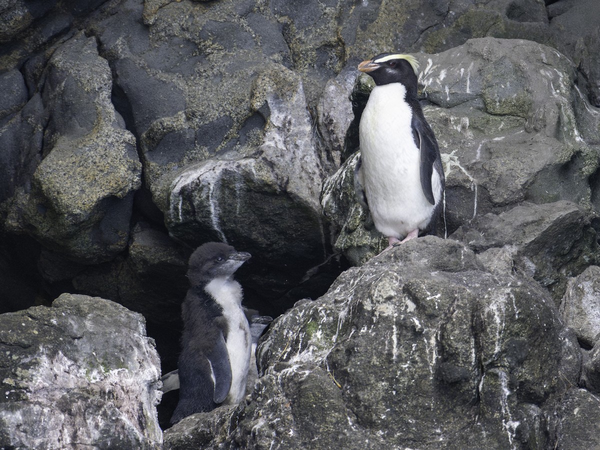 tučňák novozélandský - ML646023244