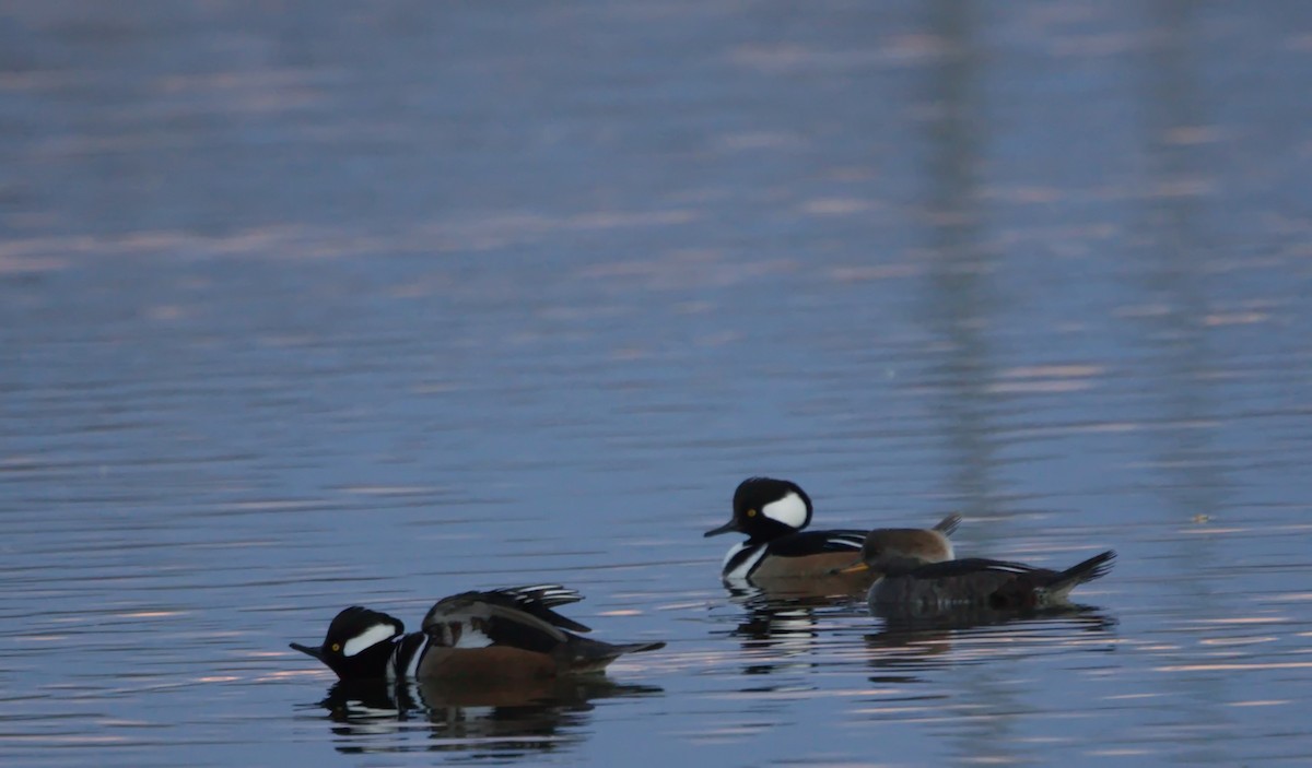 morčák chocholatý - ML646023245