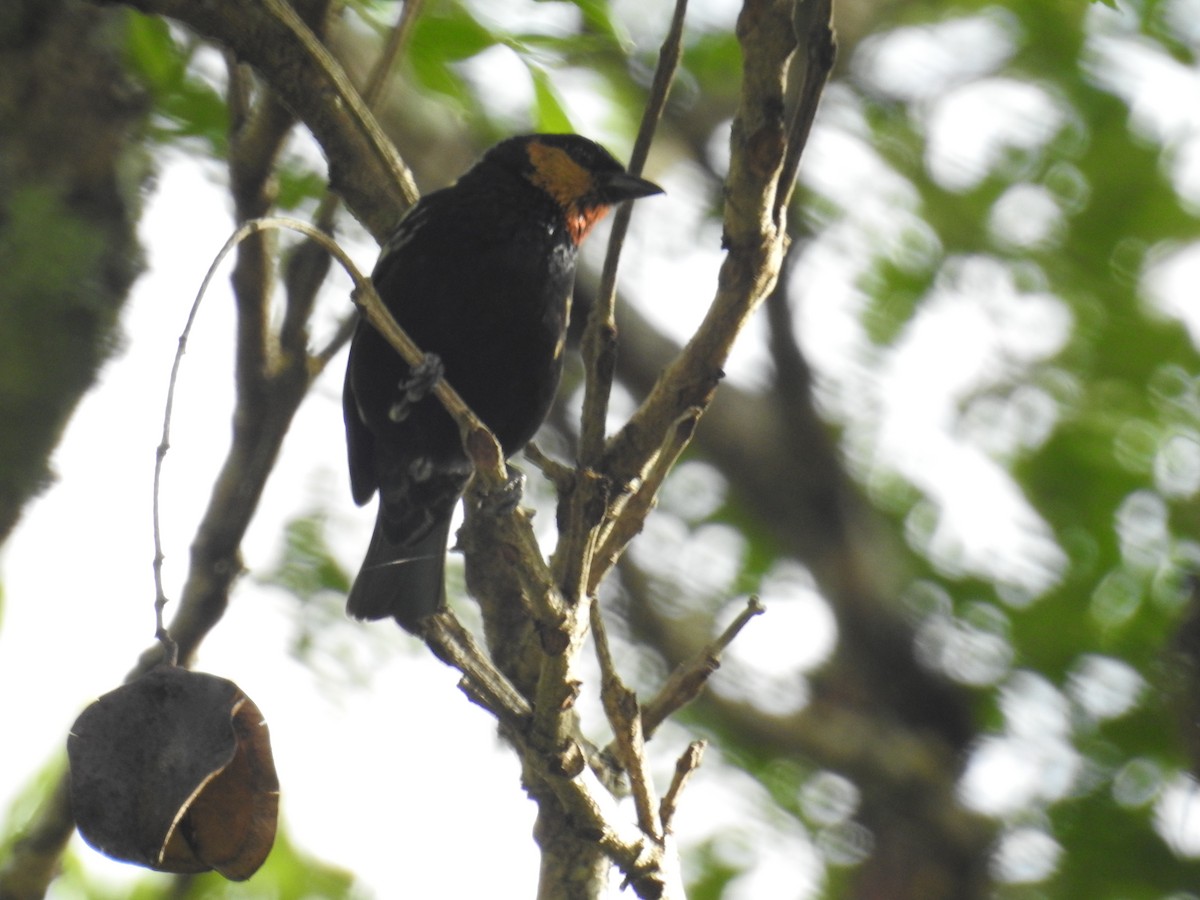 Silvery Tanager - ML646023246