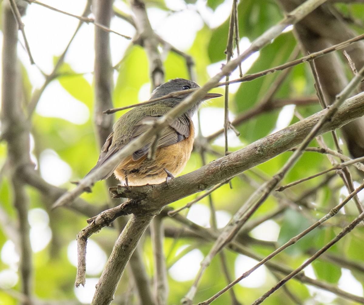 Gray-hooded Flycatcher - ML646023247