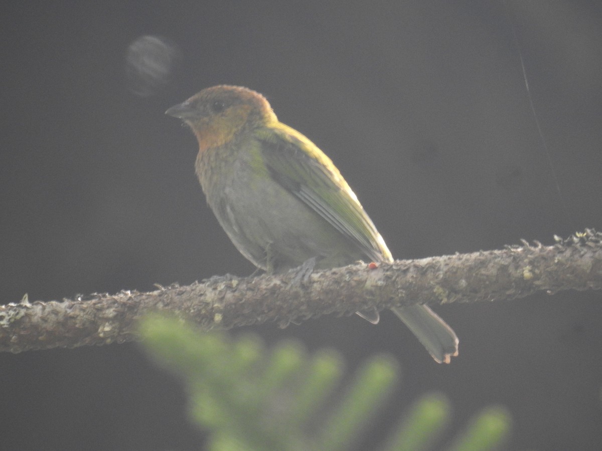 Silvery Tanager - ML646023248