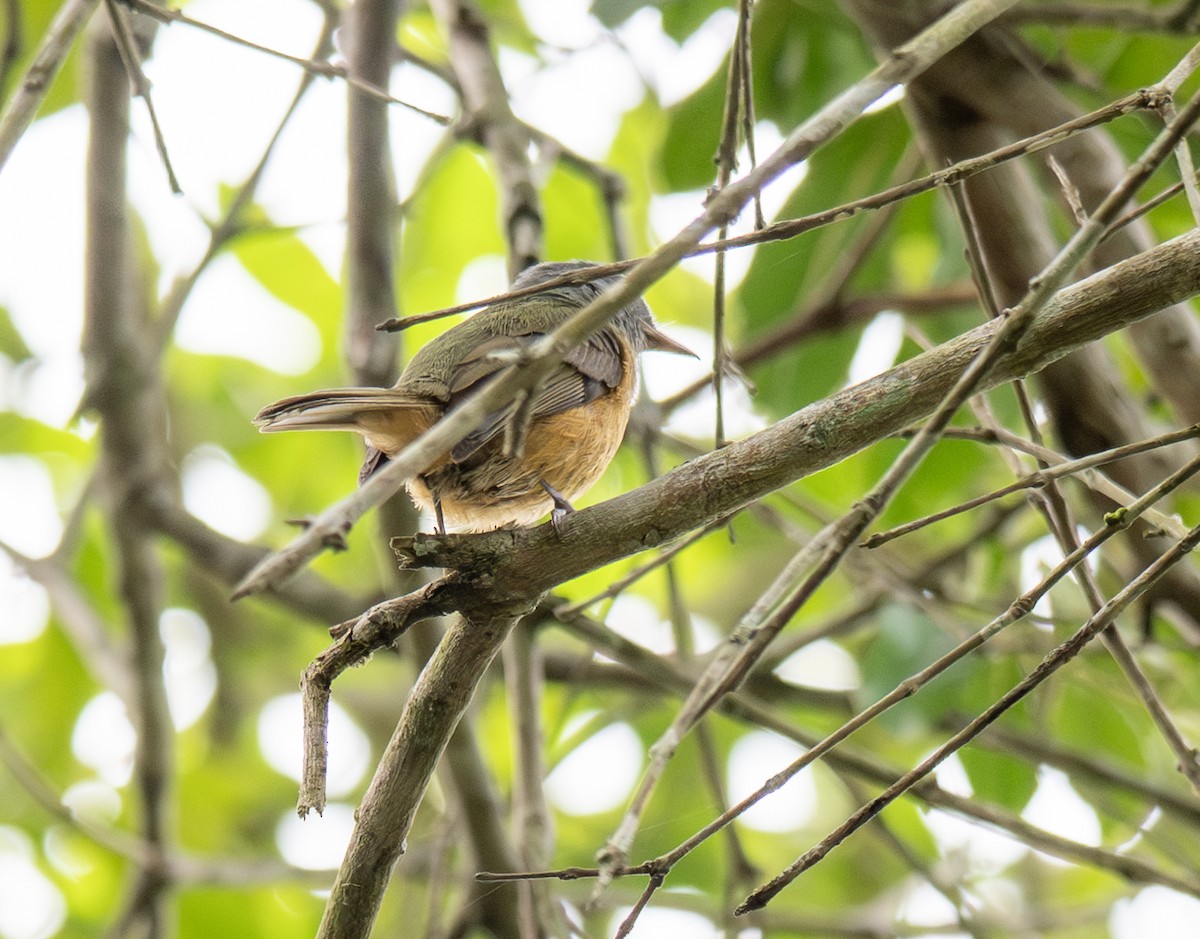 Gray-hooded Flycatcher - ML646023249