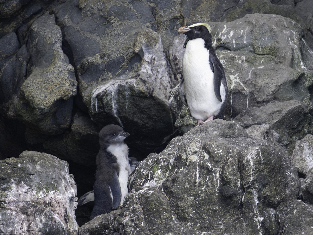 tučňák novozélandský - ML646023250