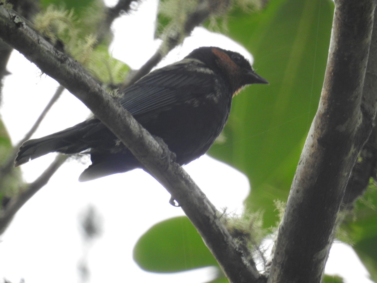 Silvery Tanager - ML646023253