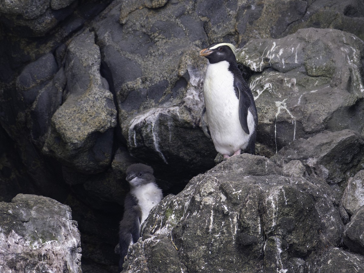 tučňák novozélandský - ML646023254