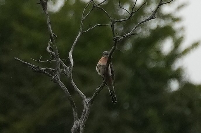 kukačka skořicová - ML646023256