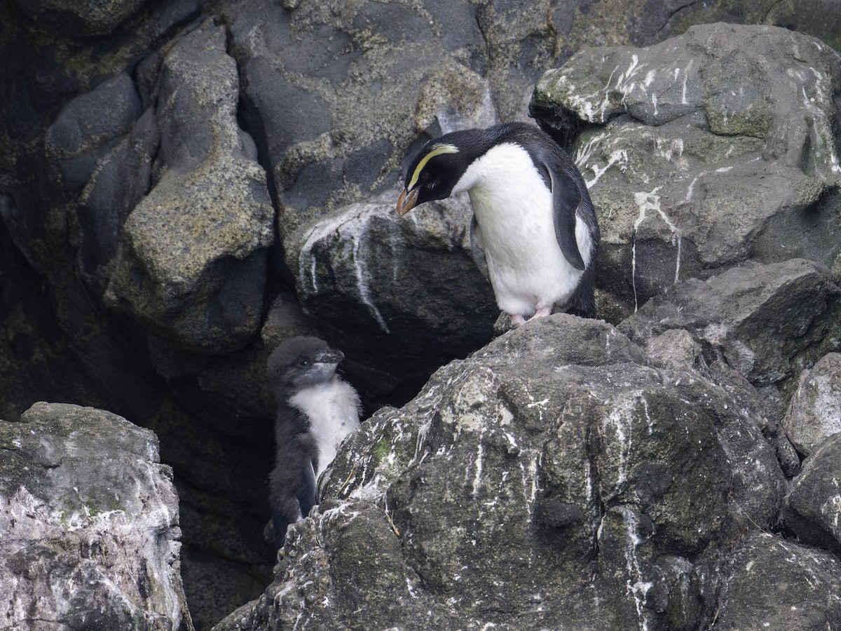 tučňák novozélandský - ML646023258