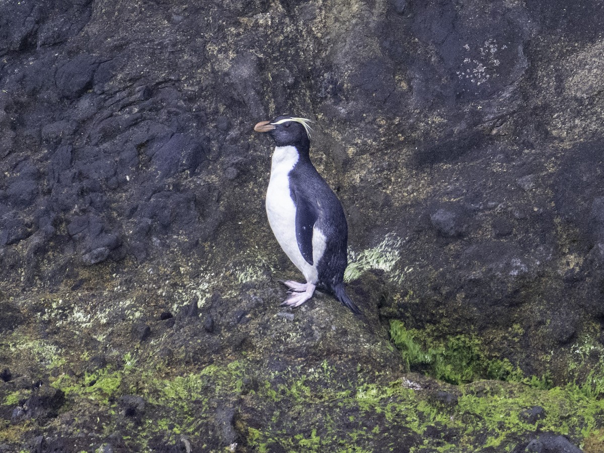 tučňák novozélandský - ML646023259