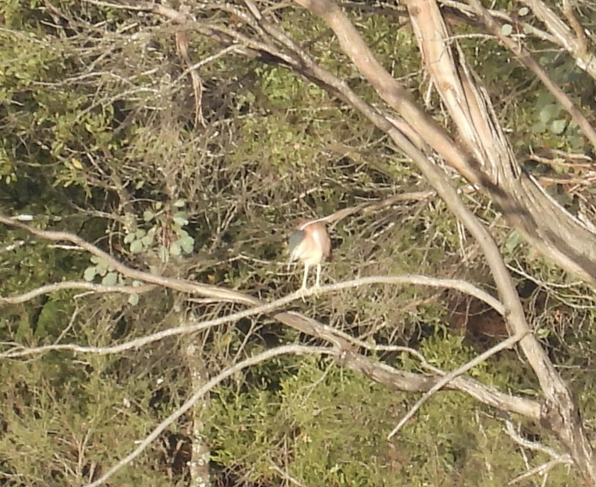 kvakoš rezavý - ML646023260