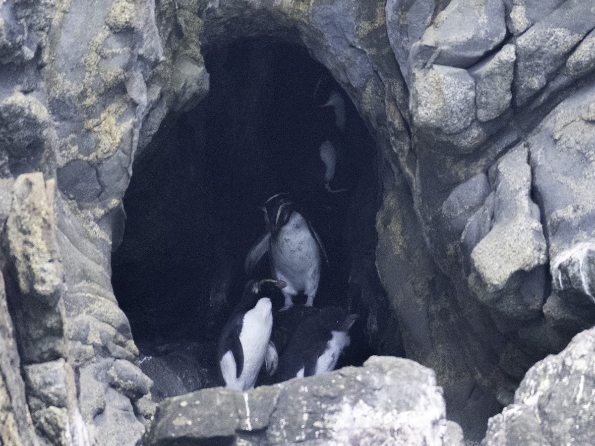 tučňák novozélandský - ML646023261