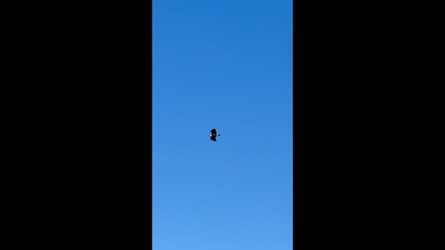 Белоголовый орлан - ML646023262