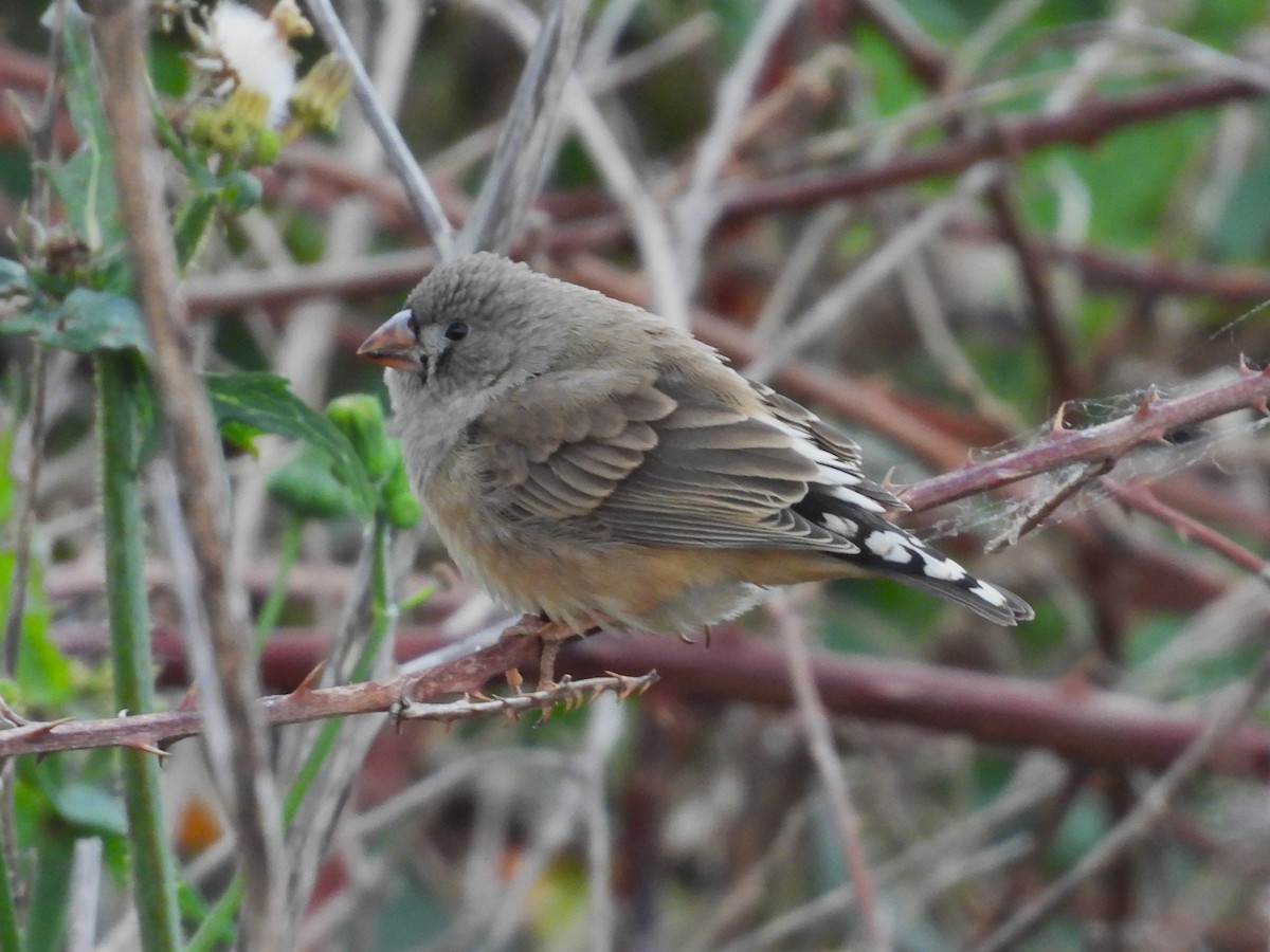 zebřička pestrá - ML646023264