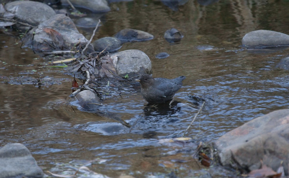 skorec šedý - ML646023266