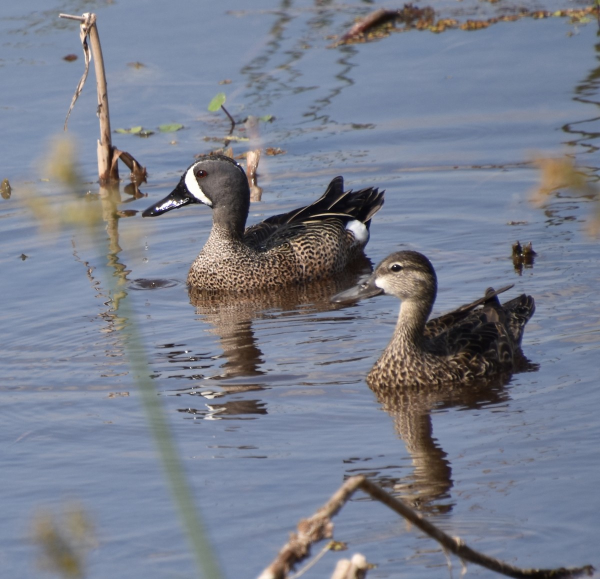 čírka modrokřídlá - ML646023267