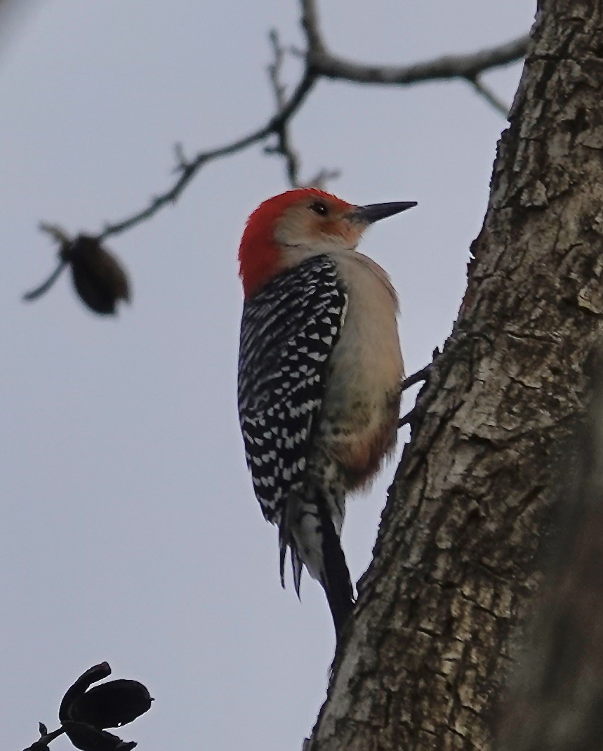 datel karolínský - ML646023268