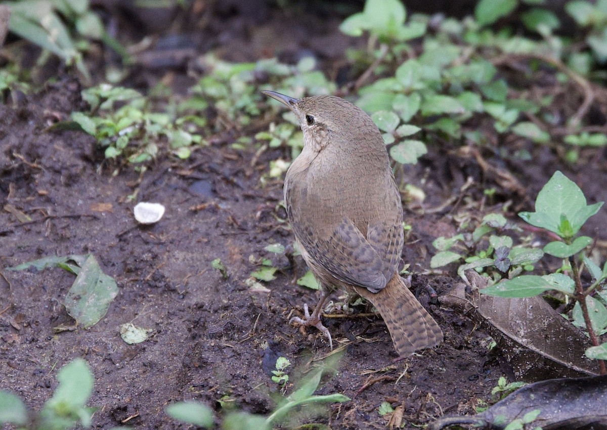 střízlík jižní [skupina audax] - ML646023269