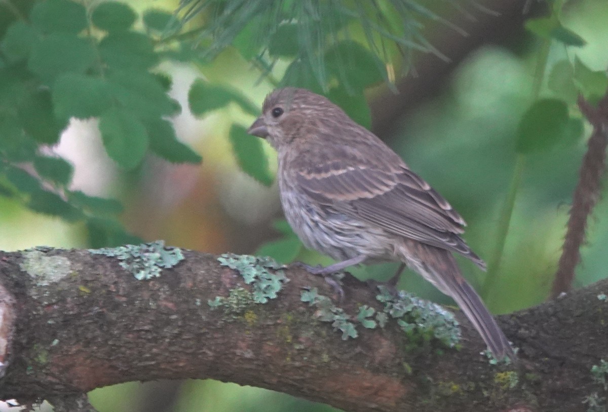 hýl rudoprsý - ML646023270