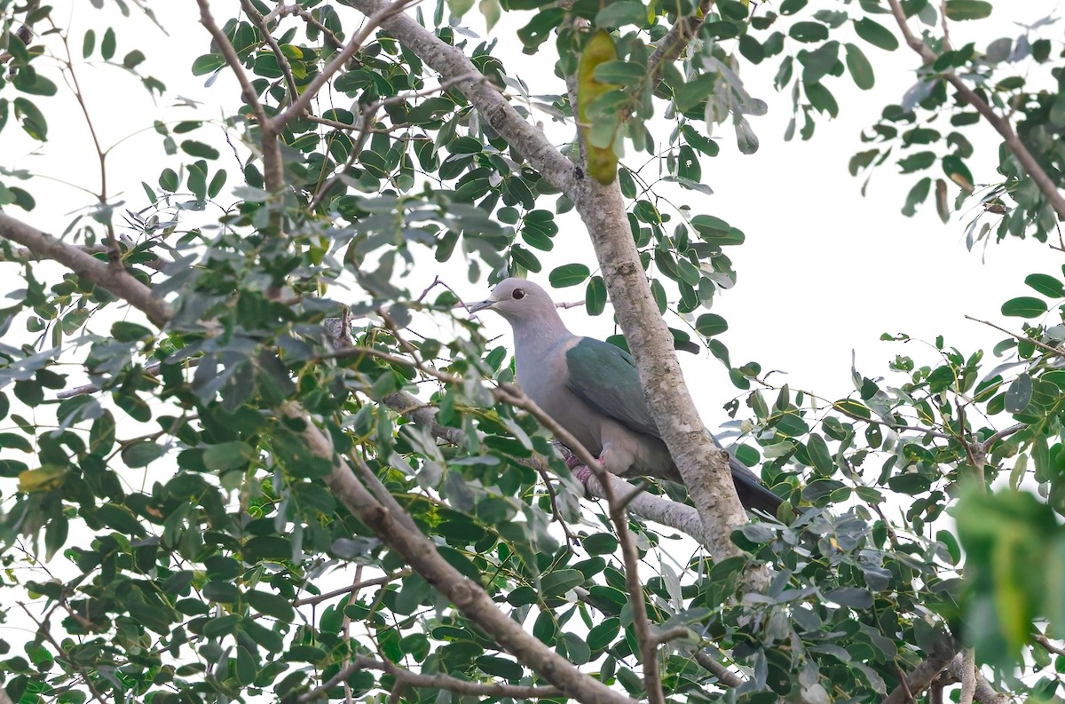 holub kovový - ML646023271