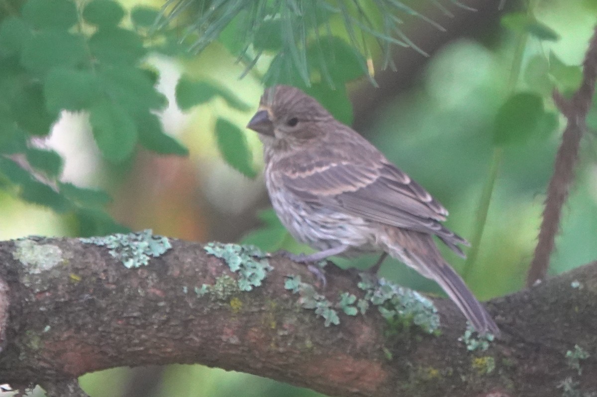 hýl rudoprsý - ML646023272