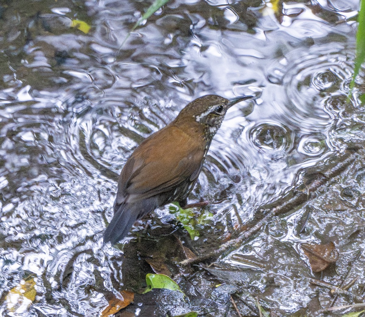 Sharp-tailed Streamcreeper - ML646023274