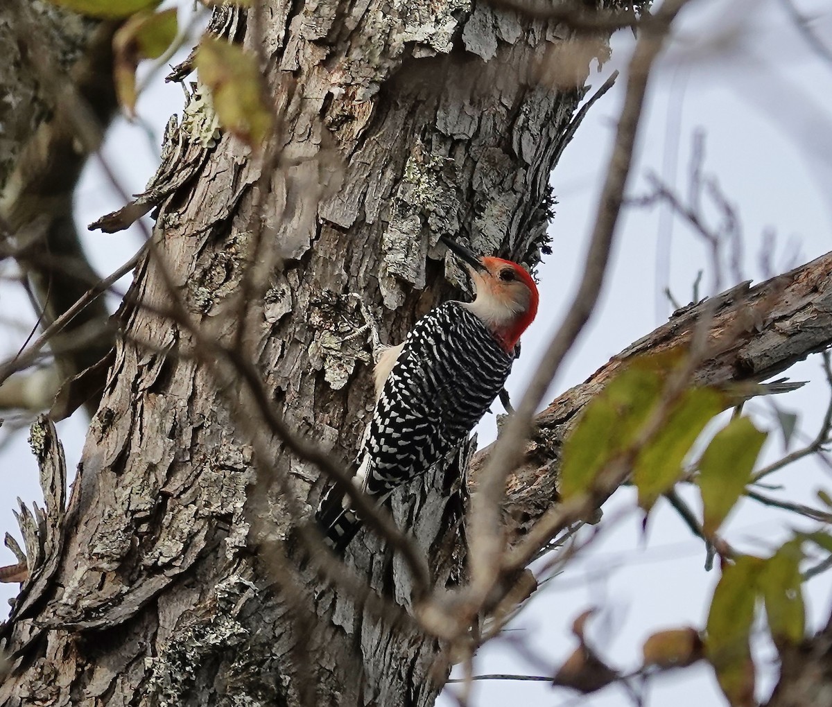 datel karolínský - ML646023275