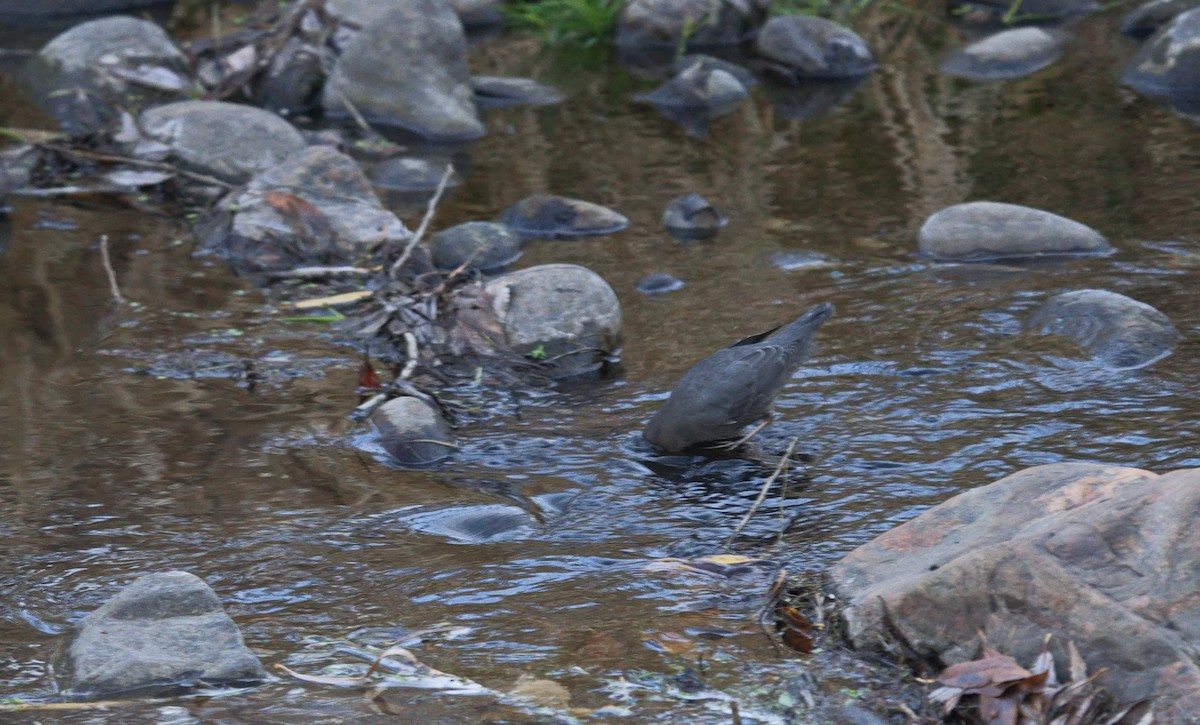American Dipper - ML646023281