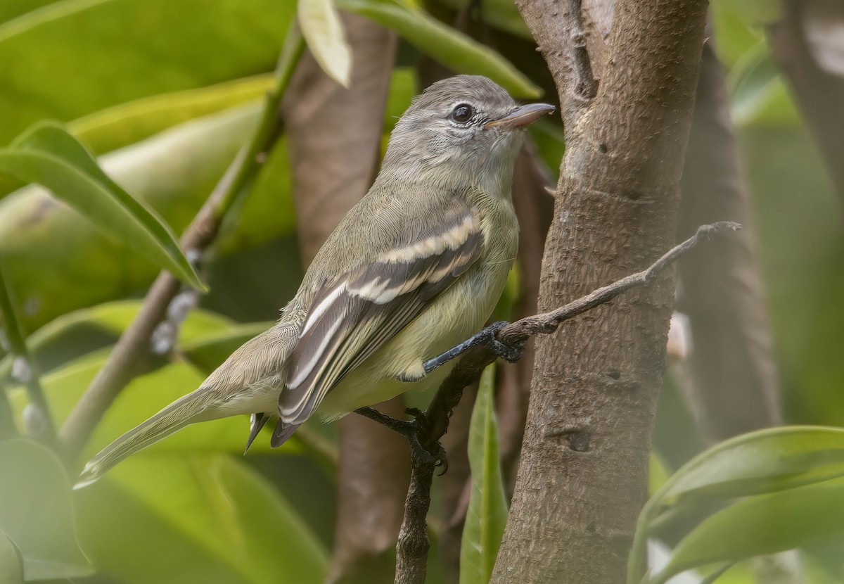 Southern Beardless-Tyrannulet - ML646023282