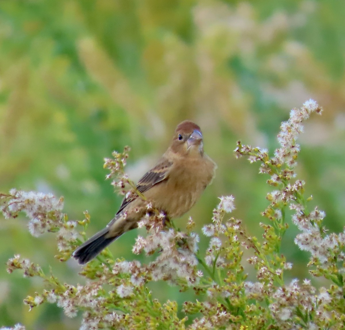 Blue Grosbeak - ML646023285